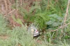 IMG-20250424-WA0172