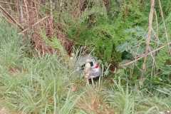 IMG-20250424-WA0173