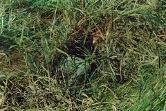 IMG_20250822_194241