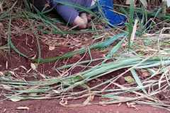 IMG-20260415-WA0123