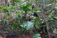 IMG_20250629_163519