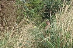 IMG_20250929_093329