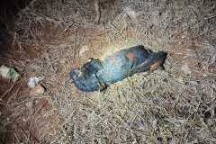 IMG-20241205-WA0001