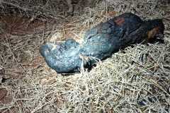 IMG-20241205-WA0014