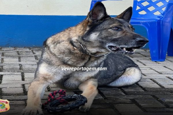 Cão policial Drogo se aposenta após 7 anos de serviço na PF em Foz do Iguaçu/PR